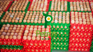Multiple colored crates holding farm-fresh brown eggs, each crate containing 30 eggs. A colorful display of freshness from Petros Farms.