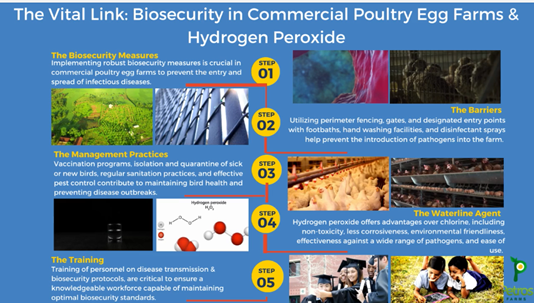 Hydrogen Peroxide: The Ultimate Weapon For Poultry Farm Biosecurity