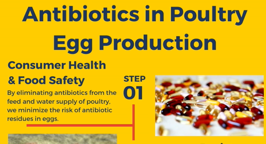 Beware of The Hidden Dangers of Antibiotics Contaminated Eggs