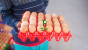 Antibiotic-free eggs
