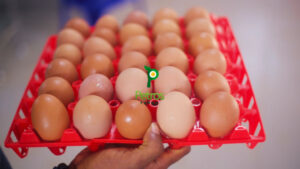 Antibiotic-free eggs