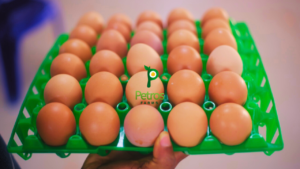 Antibiotic-free eggs