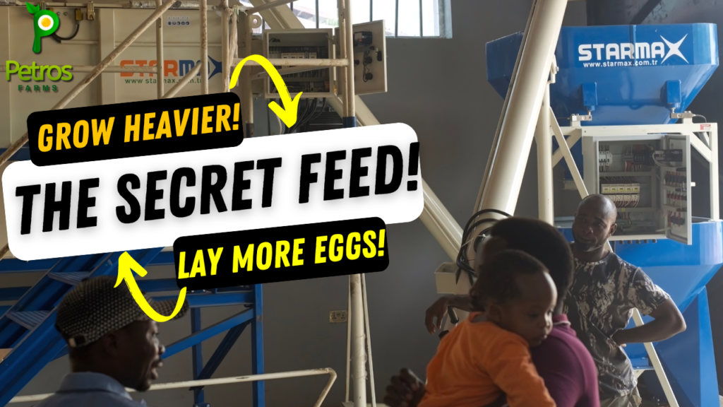 Grow Heavier, Lay More: The Best Science-Backed Feed for Pullets